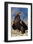 Golden Eagle Clutching Rabbit Kill-W^ Perry Conway-Framed Photographic Print