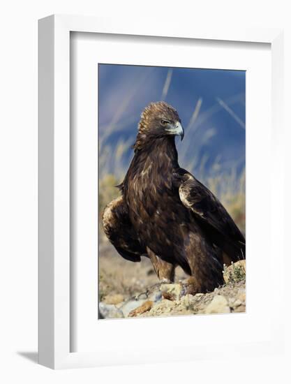 Golden Eagle Clutching Rabbit Kill-W^ Perry Conway-Framed Photographic Print