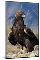 Golden Eagle Clutching Rabbit Kill-W^ Perry Conway-Mounted Photographic Print