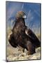 Golden Eagle Clutching Rabbit Kill-W^ Perry Conway-Mounted Photographic Print