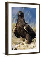 Golden Eagle Clutching Rabbit Kill-W^ Perry Conway-Framed Photographic Print