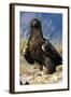 Golden Eagle Clutching Rabbit Kill-W^ Perry Conway-Framed Photographic Print