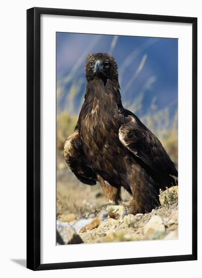 Golden Eagle Clutching Rabbit Kill-W^ Perry Conway-Framed Photographic Print