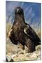 Golden Eagle Clutching Rabbit Kill-W^ Perry Conway-Mounted Photographic Print