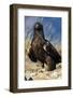 Golden Eagle Clutching Rabbit Kill-W^ Perry Conway-Framed Photographic Print