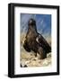 Golden Eagle Clutching Rabbit Kill-W^ Perry Conway-Framed Photographic Print