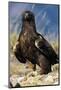 Golden Eagle Clutching Rabbit Kill-W^ Perry Conway-Mounted Photographic Print