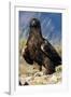 Golden Eagle Clutching Rabbit Kill-W^ Perry Conway-Framed Photographic Print