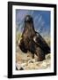 Golden Eagle Clutching Rabbit Kill-W^ Perry Conway-Framed Photographic Print