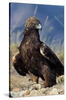 Golden Eagle Clutching Rabbit Kill-W^ Perry Conway-Stretched Canvas