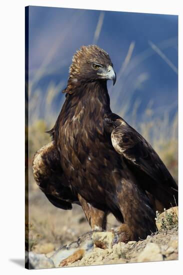Golden Eagle Clutching Rabbit Kill-W^ Perry Conway-Stretched Canvas