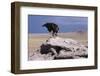Golden Eagle Eating Prairie Dog-W^ Perry Conway-Framed Photographic Print