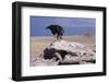 Golden Eagle Eating Prairie Dog-W^ Perry Conway-Framed Photographic Print