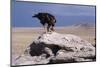 Golden Eagle Eating Prairie Dog-W^ Perry Conway-Mounted Photographic Print