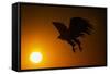 Golden Eagle Flying at Sunrise-W. Perry Conway-Framed Stretched Canvas