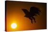 Golden Eagle Flying at Sunrise-W. Perry Conway-Stretched Canvas