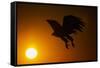 Golden Eagle Flying at Sunrise-W. Perry Conway-Framed Stretched Canvas