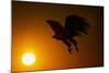 Golden Eagle Flying at Sunrise-W. Perry Conway-Mounted Photographic Print