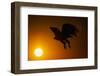 Golden Eagle Flying at Sunrise-W. Perry Conway-Framed Photographic Print