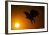 Golden Eagle Flying at Sunrise-W. Perry Conway-Framed Photographic Print