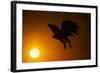 Golden Eagle Flying at Sunrise-W. Perry Conway-Framed Photographic Print