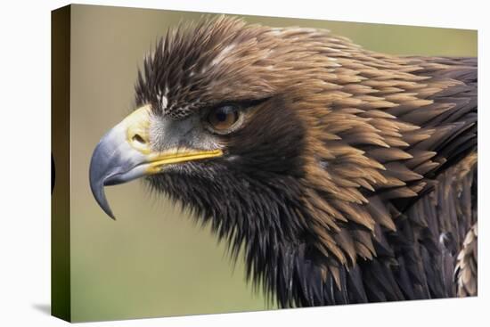 Golden Eagle Head in Profile-Klaus Honal-Stretched Canvas