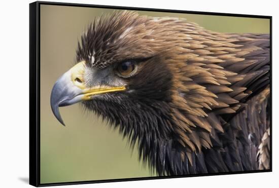 Golden Eagle Head in Profile-Klaus Honal-Framed Stretched Canvas