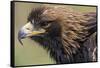 Golden Eagle Head in Profile-Klaus Honal-Framed Stretched Canvas