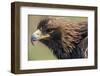 Golden Eagle Head in Profile-Klaus Honal-Framed Photographic Print