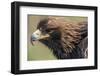 Golden Eagle Head in Profile-Klaus Honal-Framed Photographic Print