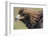 Golden Eagle Head in Profile-Klaus Honal-Framed Photographic Print