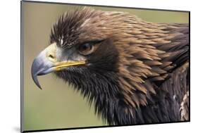 Golden Eagle Head in Profile-Klaus Honal-Mounted Photographic Print