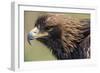 Golden Eagle Head in Profile-Klaus Honal-Framed Photographic Print