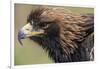 Golden Eagle Head in Profile-Klaus Honal-Framed Photographic Print