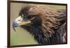 Golden Eagle Head in Profile-Klaus Honal-Framed Photographic Print