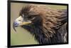 Golden Eagle Head in Profile-Klaus Honal-Framed Photographic Print