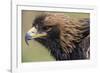 Golden Eagle Head in Profile-Klaus Honal-Framed Photographic Print