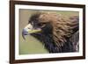 Golden Eagle Head in Profile-Klaus Honal-Framed Photographic Print