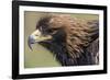 Golden Eagle Head in Profile-Klaus Honal-Framed Photographic Print