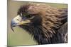 Golden Eagle Head in Profile-Klaus Honal-Mounted Photographic Print