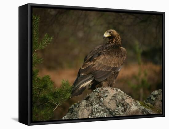 Golden Eagle, Highlands, Scotland, United Kingdom, Europe-Rainford Roy-Framed Stretched Canvas