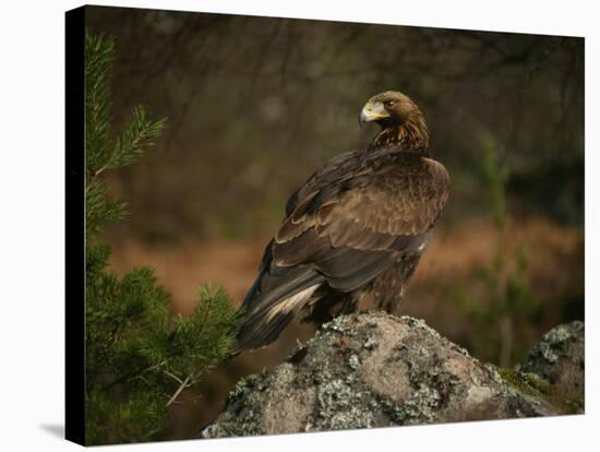 Golden Eagle, Highlands, Scotland, United Kingdom, Europe-Rainford Roy-Stretched Canvas