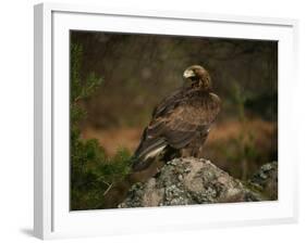 Golden Eagle, Highlands, Scotland, United Kingdom, Europe-Rainford Roy-Framed Photographic Print