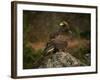 Golden Eagle, Highlands, Scotland, United Kingdom, Europe-Rainford Roy-Framed Photographic Print