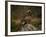 Golden Eagle, Highlands, Scotland, United Kingdom, Europe-Rainford Roy-Framed Photographic Print