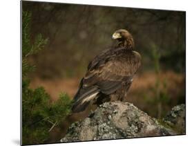 Golden Eagle, Highlands, Scotland, United Kingdom, Europe-Rainford Roy-Mounted Photographic Print