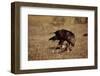 Golden Eagle Holding a Cottontail Rabbit-W. Perry Conway-Framed Photographic Print