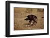 Golden Eagle Holding a Cottontail Rabbit-W. Perry Conway-Framed Photographic Print
