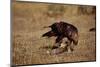 Golden Eagle Holding a Cottontail Rabbit-W. Perry Conway-Mounted Photographic Print