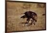 Golden Eagle Holding a Cottontail Rabbit-W. Perry Conway-Framed Photographic Print